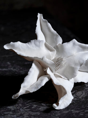 Magnolia Bloom