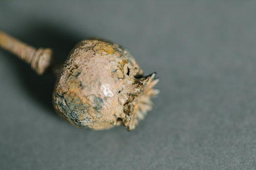 bronze poppy sculpture by Alice Andrea Ewing of Pomarius for AUTHOR